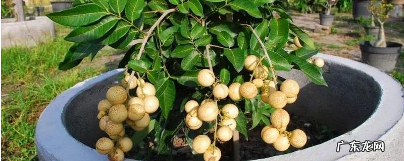 龙眼盆景的种植方法,附龙眼的种植条件要求