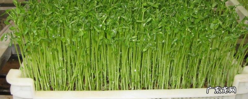 绿豆芽的种植方法,有哪些要点