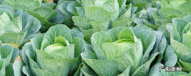 早春甘蓝怎么种植,有哪些技术要点