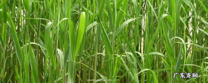 芦苇有哪些常见的种植方法,农田和荒地怎么防治芦苇