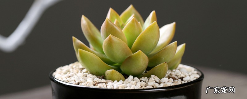 好看又好养的盆栽有哪些,有哪些种植注意事项