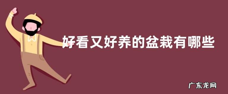 好看又好养的盆栽有哪些,有哪些种植注意事项
