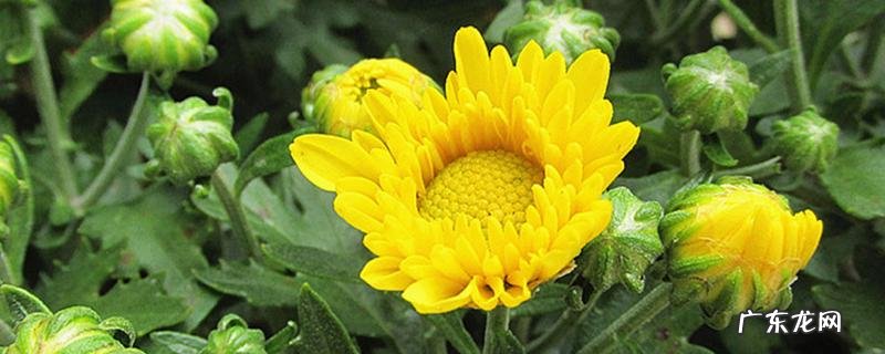 千头菊花怎么养,有哪些要点