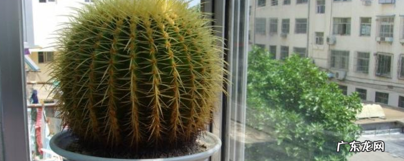 用什么土养金虎，附其繁殖方法