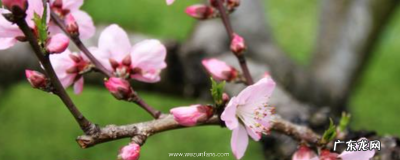 桃树可以嫁接什么树,什么时间嫁接,有哪些嫁接方法