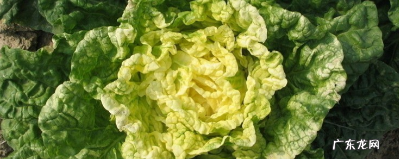 黄心菜怎么种植,黄心菜亩产多少