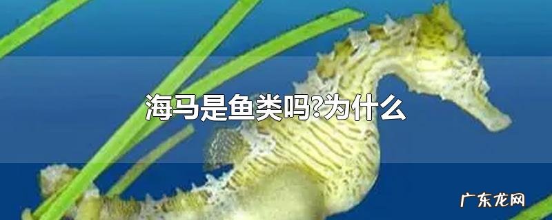 海马是鱼类吗?为什么