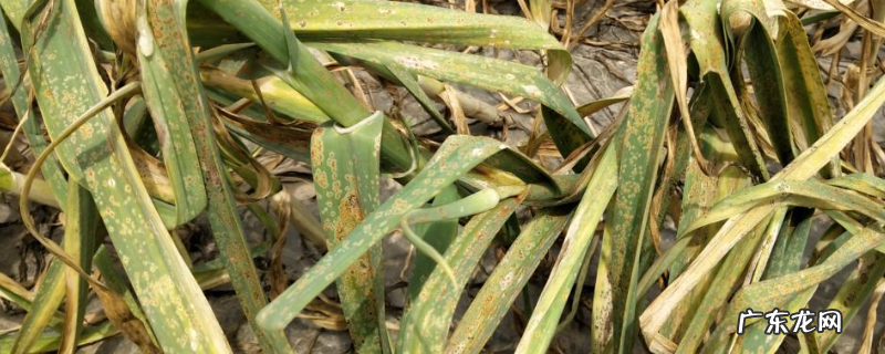 大蒜红叶病害的防治方法,附大蒜其他病虫害防治方法