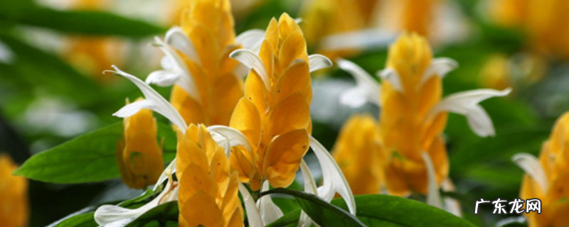 黄金塔花的繁殖方法,附种植方法