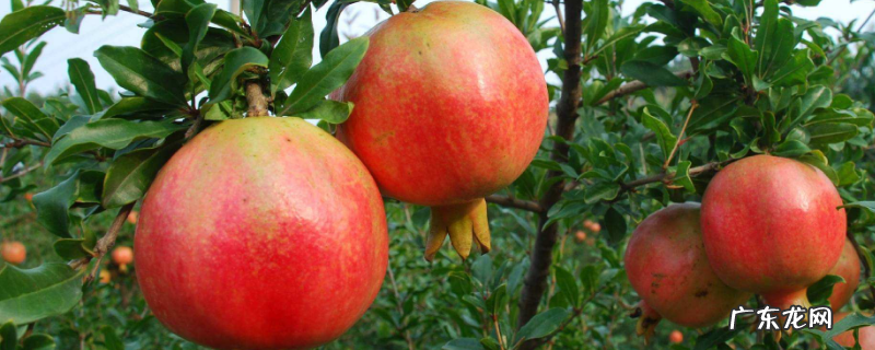 怎么应对石榴生虫,附石榴的种植技巧