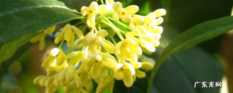 怎么用猪粪给桂花树施肥,附桂花的价值