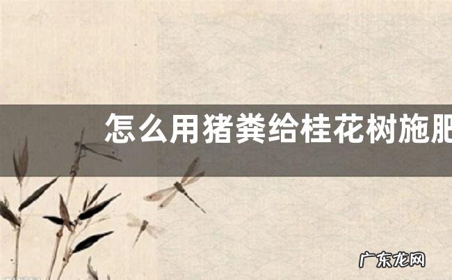 怎么用猪粪给桂花树施肥,附桂花的价值