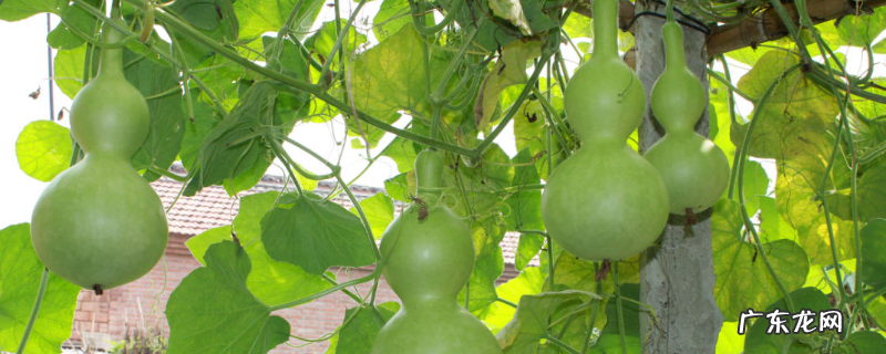 葫芦叶子生虫怎么处理,有哪些危害症状