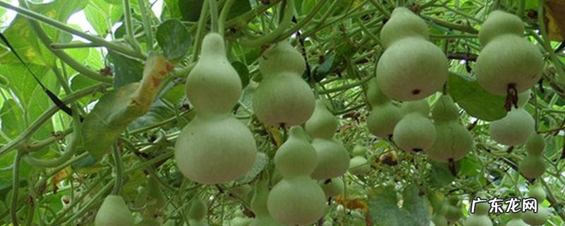 葫芦的种植时间,有哪些种植要点