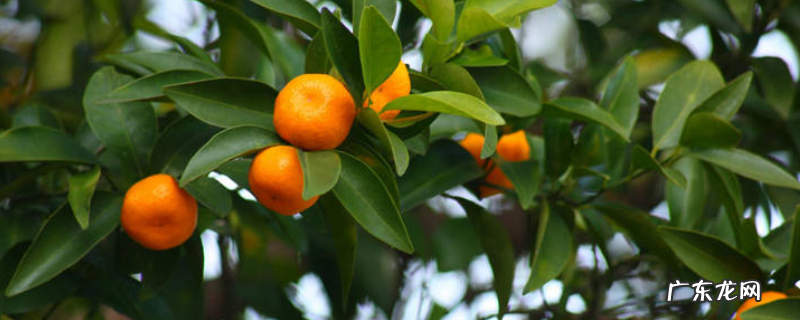 桔子树怎么修剪，各生育期有哪些修剪要求