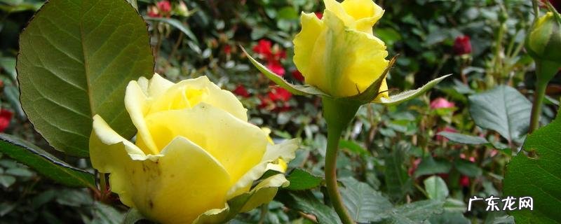 丰花月季小苗贵不贵,有哪些种植要点