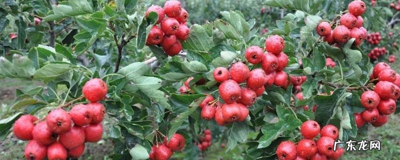 山楂树怎么修剪,附山楂树的生长习性