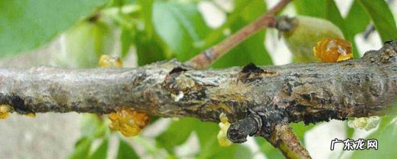 桃树枝干病害的防治方法，关于流胶病和木腐病的介绍