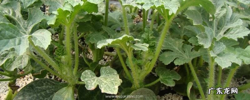 西瓜苗期病害的治疗方法，附西瓜的种植技术要点