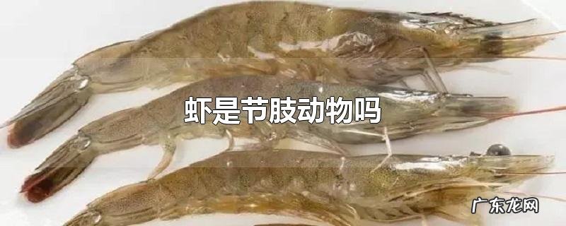 虾是节肢动物吗