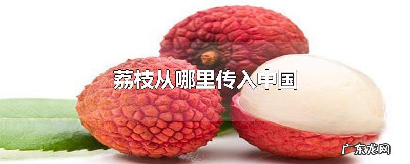 荔枝从哪里传入中国