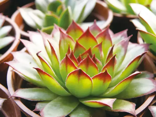 观音莲出状态图片 观音莲的风水作用