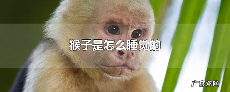 猴子是怎么睡觉的