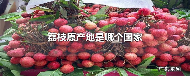 荔枝原产地是哪个国家