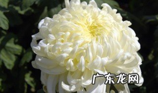 秋天盛开有哪些花儿 秋天盛开有些啥花儿