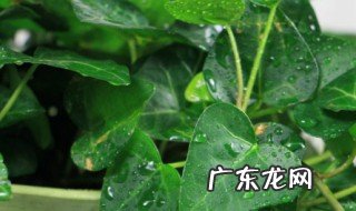 常春藤的养殖方法和注意事项有哪些 如何养护常春藤