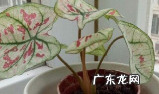 花叶芋养殖方法和注意事项 养护花叶芋的教程和禁忌