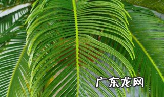 养殖铁树都有哪些注意事项你知道吗 养殖铁树的禁忌