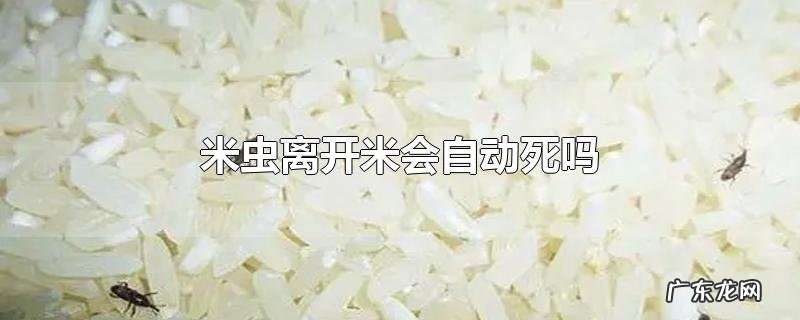米虫离开米会自动死吗