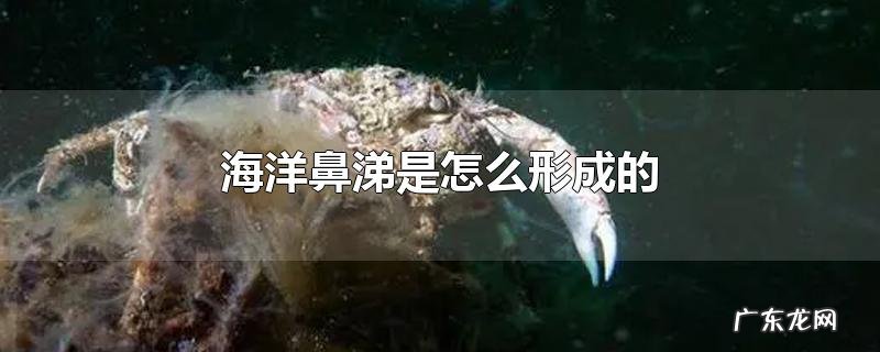 海洋鼻涕是怎么形成的