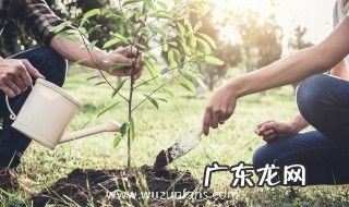 幼儿园植树节活动教案2篇 有关幼儿园植树节活动教案2篇