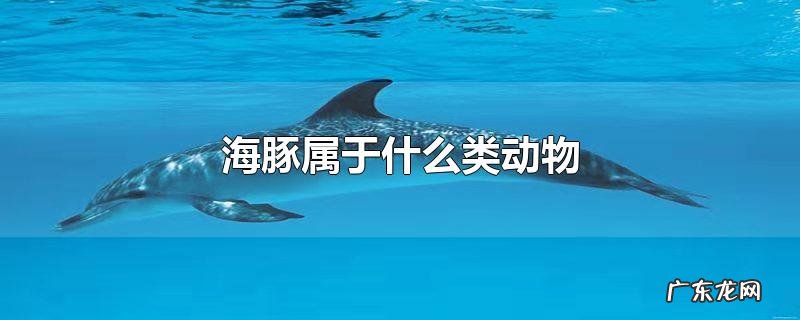 海豚属于什么类动物