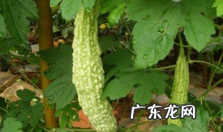盆栽苦瓜的种植方法 盆栽苦瓜的种植方法介绍