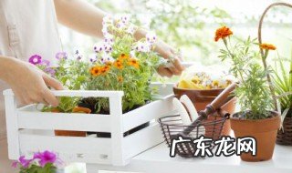 低等植物和高等植物的区别 低等植物和高等植物的区别介绍