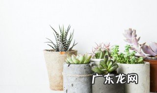 多肉植物什么季节种植 多肉植物什么时候种植