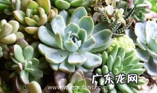 多肉植物刚移栽的几天后可浇水 新栽多肉植物上盆后的浇水技巧