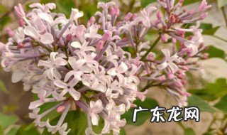 丁香花可以室内种植吗 丁香花适合室内种植吗