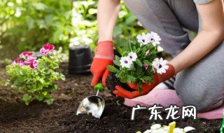 室内放什么植物可以增加室内氧气 在室内养什么植物比较好