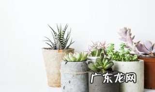 多肉植物的花瓣移植方法 多肉植物的花瓣移植技巧