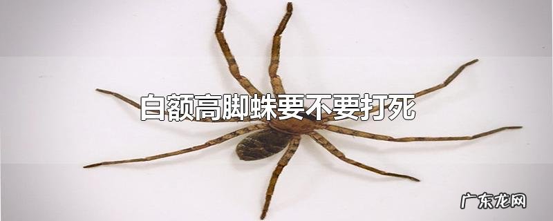 白额高脚蛛要不要打死
