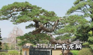 迎客松怎样种植 迎客松如何种植