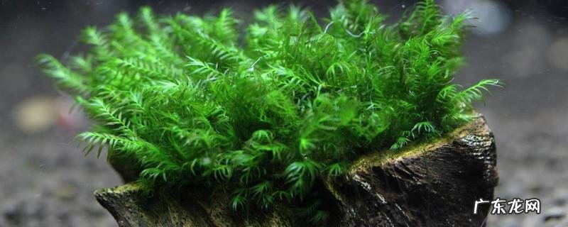 想要莫斯草繁殖快怎么养,附莫斯草的繁殖方式