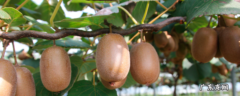 什么农药适用猕猴桃炭疽病,猕猴桃炭疽病有哪些症状