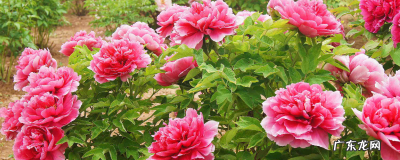 牡丹花种子怎么种植,有哪些注意事项