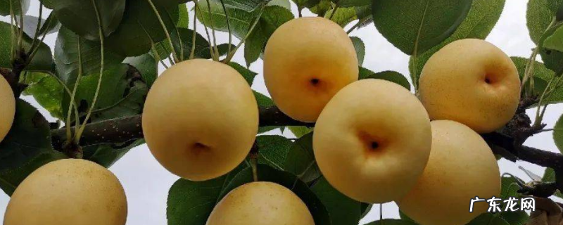 秋月梨树怎么修剪,附种植技巧