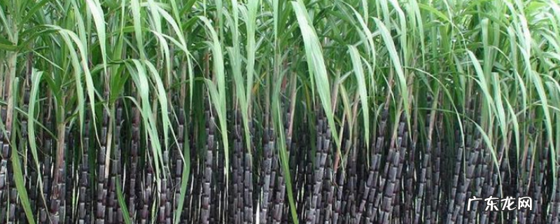 甘蔗的施肥方法,有哪些施肥原则